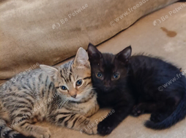 2x Kittens (Brother & Sister. 2 months old)