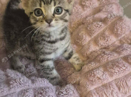 Tabby