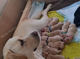 Labrador Retriever puppies for sale .