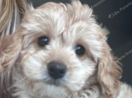 Ready now Cavapoochon pups