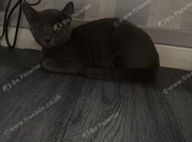 Boy Russian blue