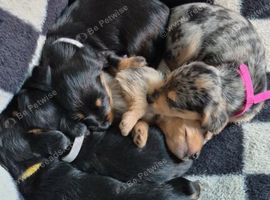 Dachshund x yorkshire terrier