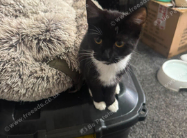 2 boy kittens