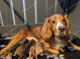LAST Kc Reg Working Cocker Spaniel Puppies