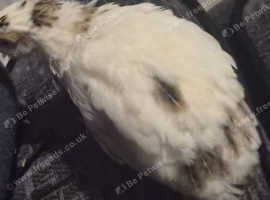 Courtinex quail
