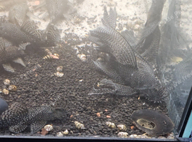 15 common plecos free to good home