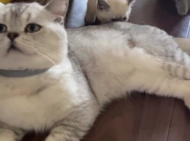 6 Beautiful British Shorthair Kittens &ndash;