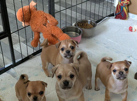 Pom x pug puppies