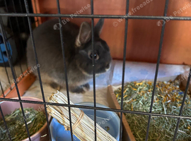 Netherlands Dwarf (7 months)