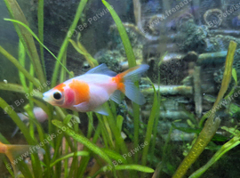 Gold fish