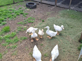 Cherryvalley ducklingsI