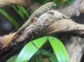 Electric blue day gecko ( Williamsi)