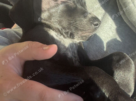 11 week old Welsh collie x whippet