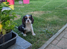 Tri and blenheim pups