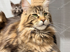 TICA registration Maine coon kittens Ready Now