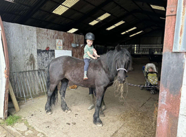 11 yr old 14.1/2 friesian X mare