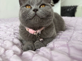 Beautiful British short hair female