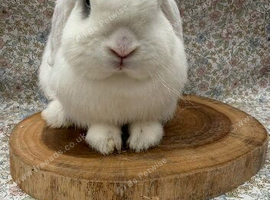 2 female mini lops