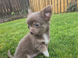 Chihuahua