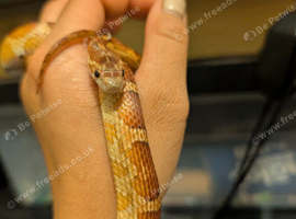 Corn snake wild type X moonstone - Male