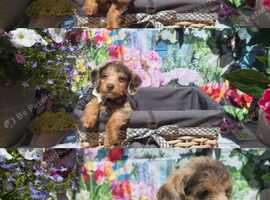 Ready Now PRA clear Daxipoo puppies hypoallergenic teddy bears