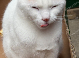 Cat for re-homing