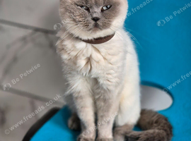 Female  Lilca girl