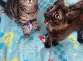 2 Girls for rehoming together 17 weeks old tabby and dark Calico mix