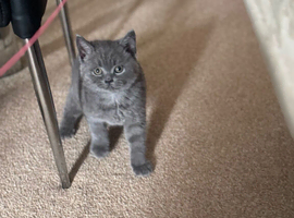 British Blue Shorthair Male