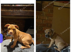American staffy x mastiff cross