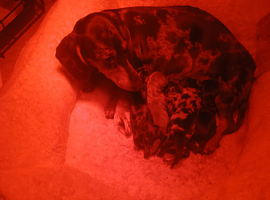 Dachshund puppys for sale