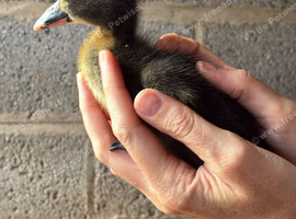 Single Duckling looking for new