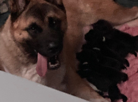 American Akita pups