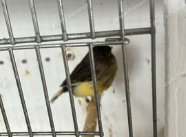 Gloster canaries 25 and 26 bred.