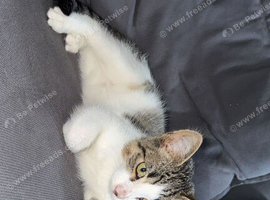 Male kitten