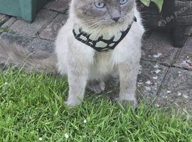 Missing male ragdoll (Tom)
