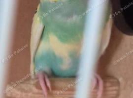 Young Budgies