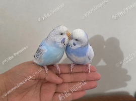 Stunning Exotic Budgie Pair Fully Bonded & Beautifully Unique