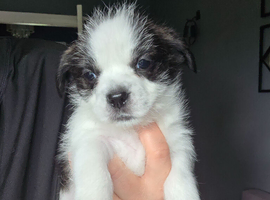 Lhaso apso cross jugs puppies