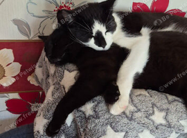 Two bonded male cats