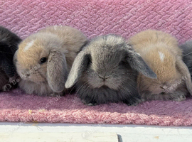 Pure bred mini lop rabbits