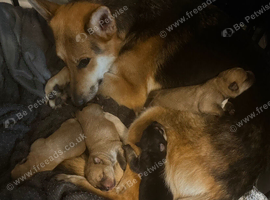 German shepherd X Staffie puppies