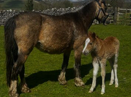 2 brood mare & 2 correct foals