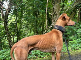 Saluki bull grey