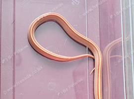 Stunning Corn Snake Hatchlings