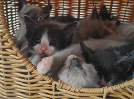 Russian blue x ragdoll kittens