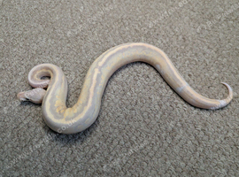 2026 Hatchlings available