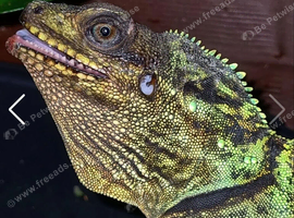 Sailfin Dragon