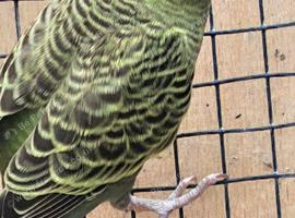 Olive green black mutation budgie