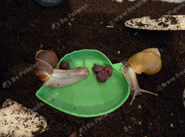 Giant African Land Snails Rodatzi